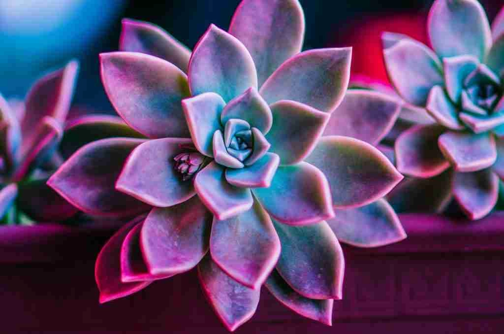 Can Succulents Grow In Shade