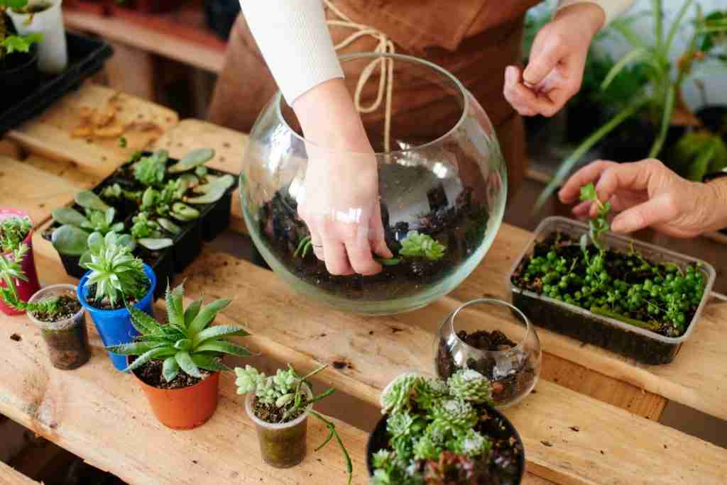 How Often Should You Be Watering Your Terrarium