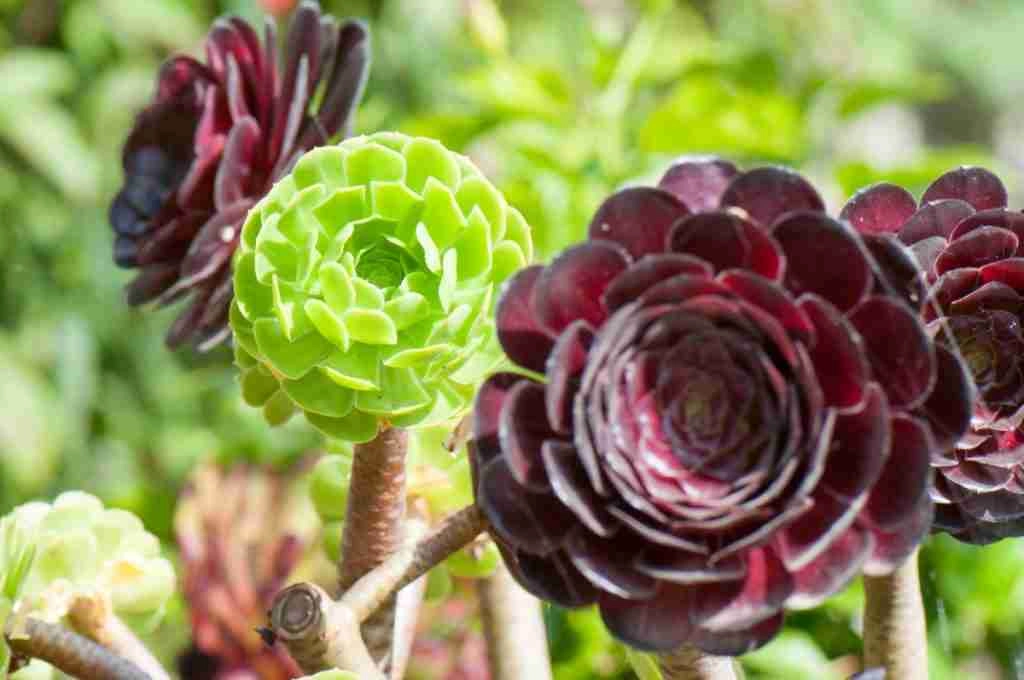 What To Do With Aeonium After Flowering