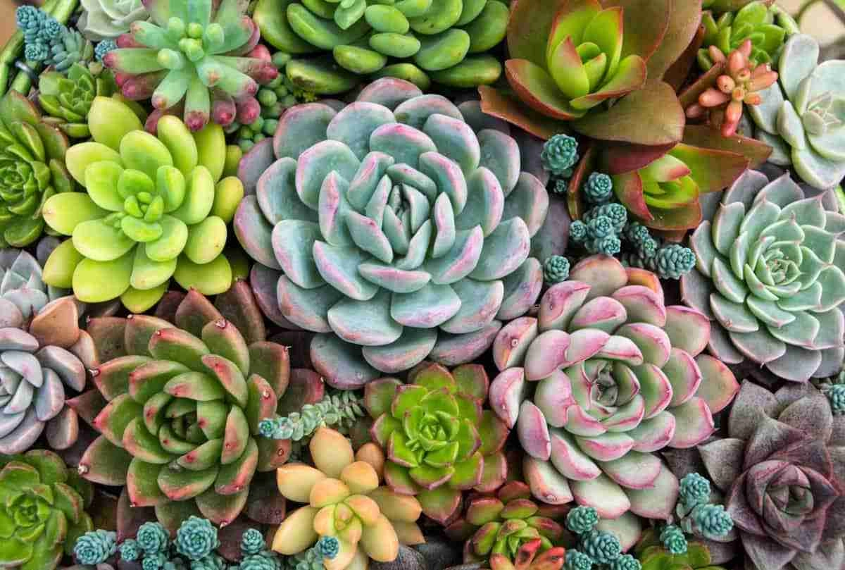 Can All Succulents Survive Winter Heres What I Think Plants Heaven