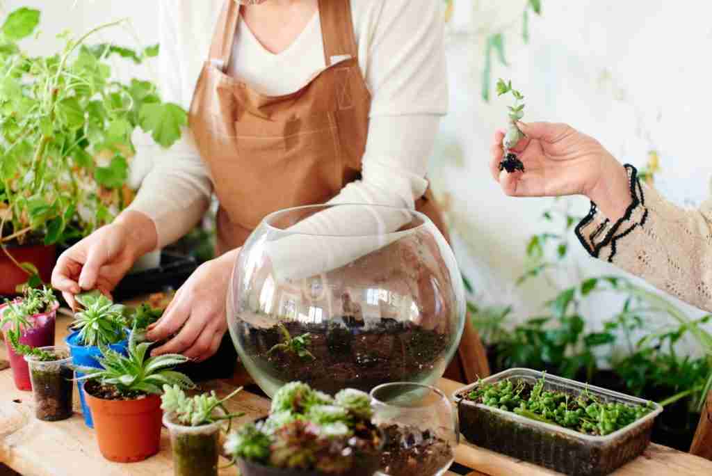 How Often Should You Be Watering Your Terrarium