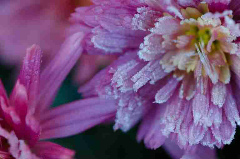 Will Frost Hurt Your Mums? Here's The Truth! Plants Heaven