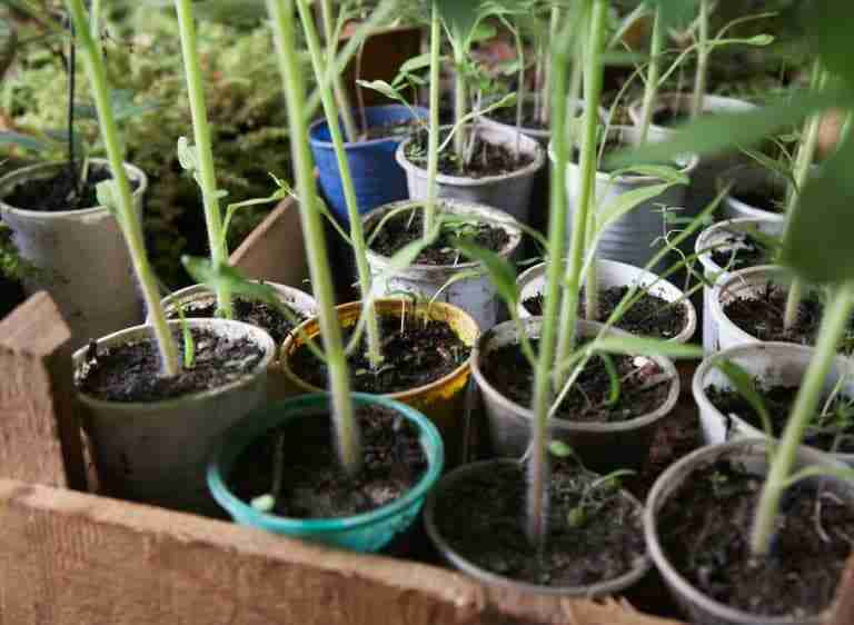 How To Get Rid Of Worms In Potted Plants A Quick Guide Plants Heaven