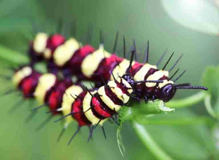 How To Get Rid Of Worms In Potted Plants A Quick Guide Plants Heaven