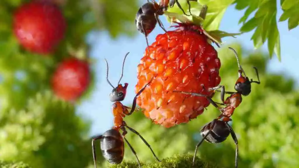 How To Keep Ants Off Strawberry Plants