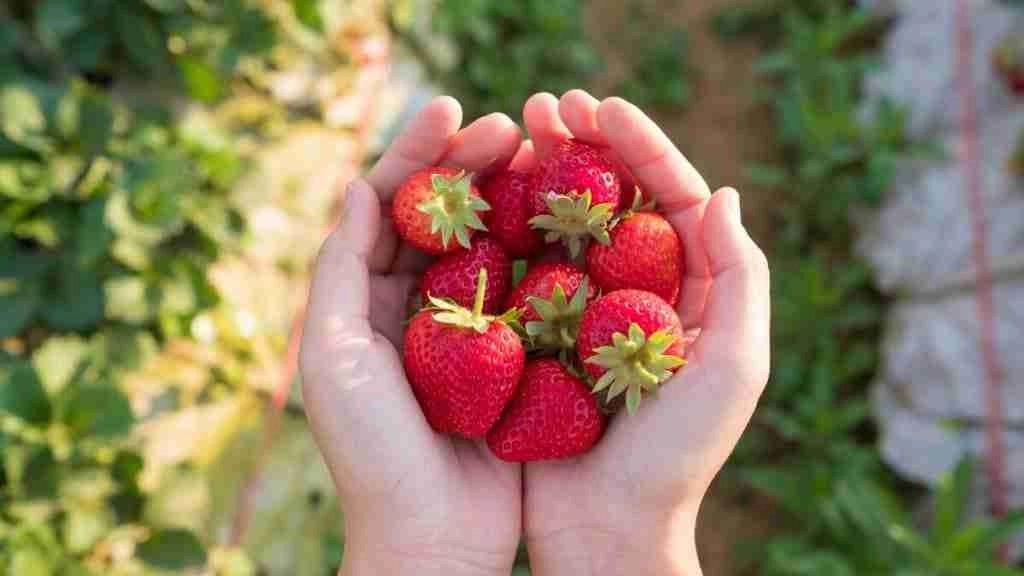 How To Keep Ants Off Strawberry Plants