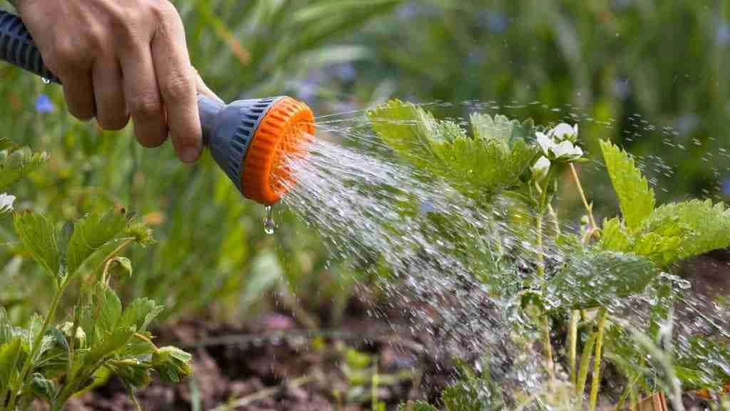 How To Keep Ants Off Strawberry Plants