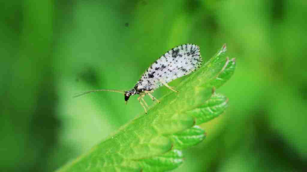 How-To-Remove-Aphids-From-Kale