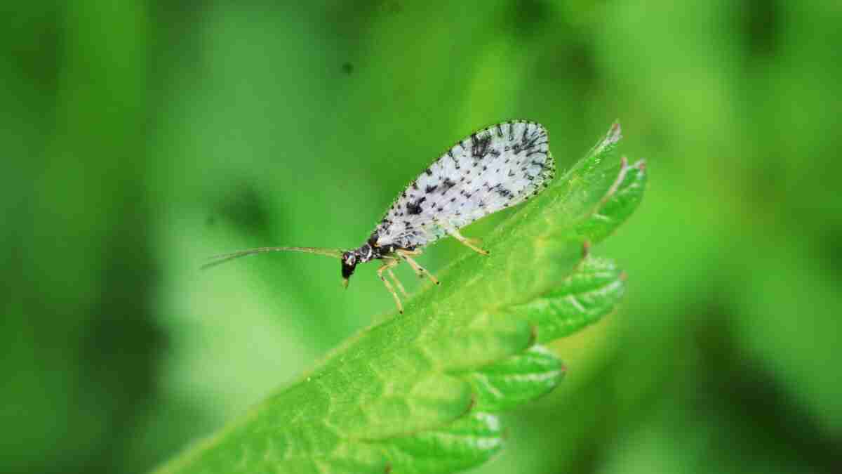 How To Remove Aphids From Kale A Quick Guide Plants Heaven
