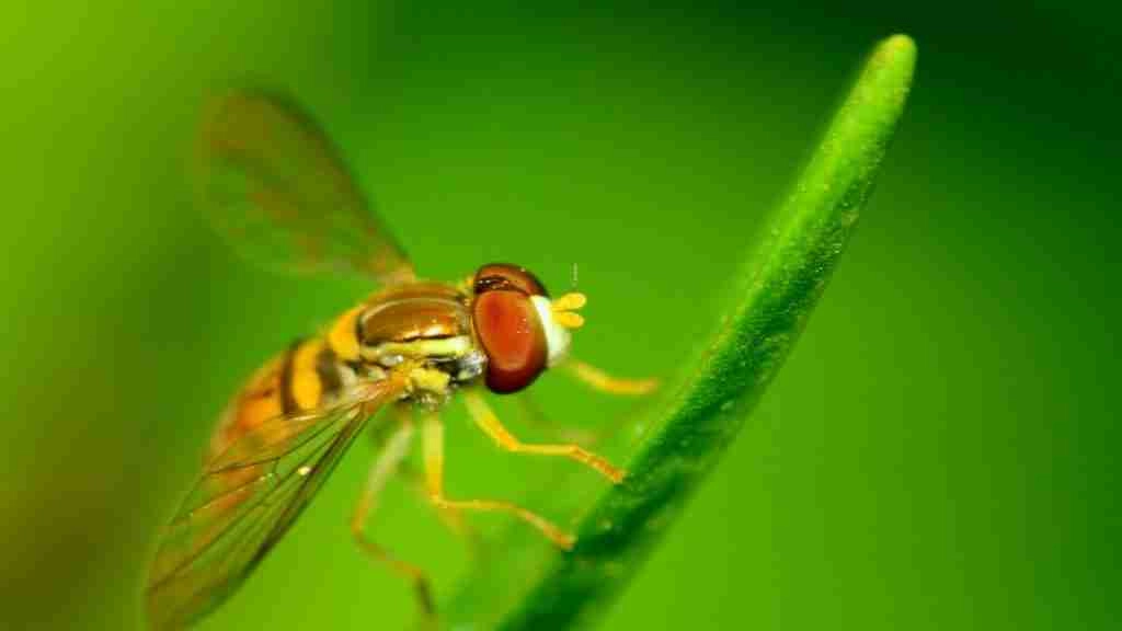 How To Remove Aphids From Kale: A Quick Guide 