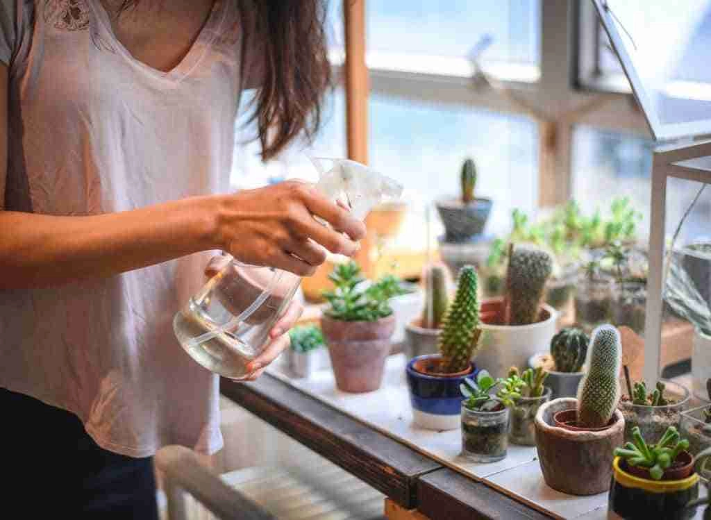 How To Water Succulents Without Drainage