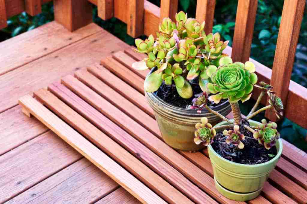 How To Water Succulents Without Drainage