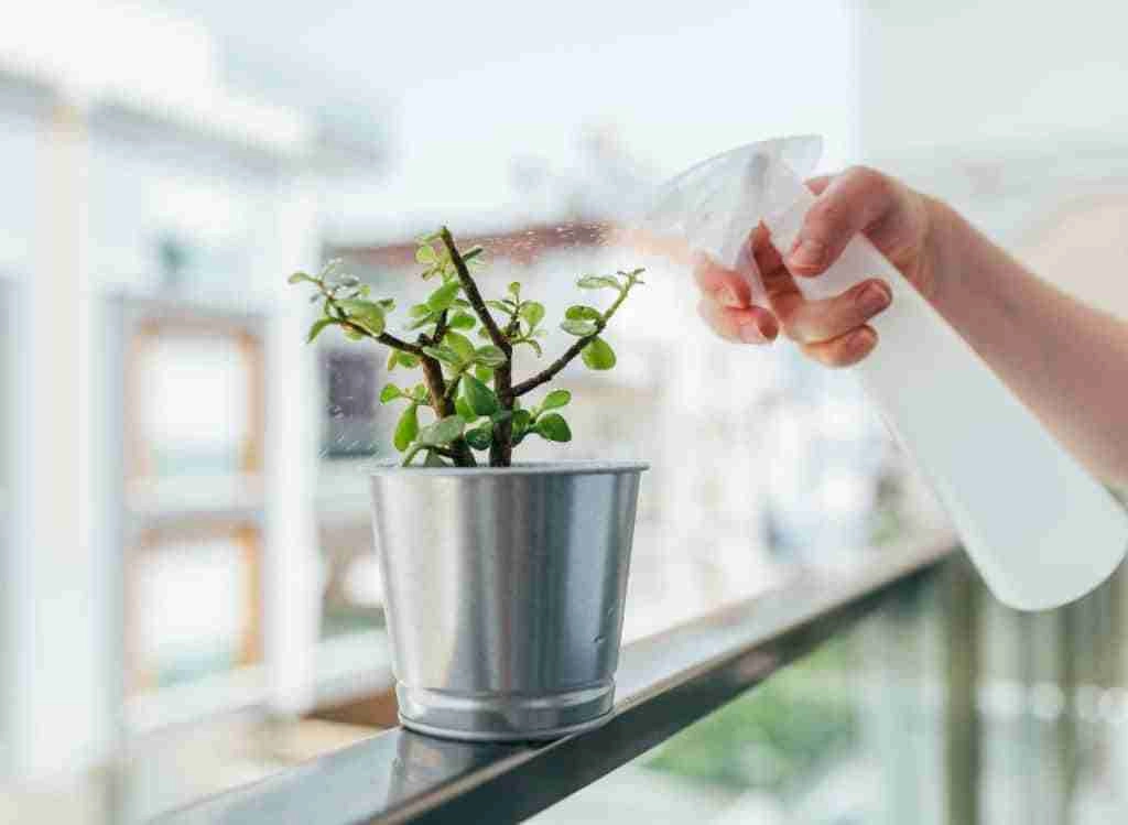 How To Water Succulents Without Drainage