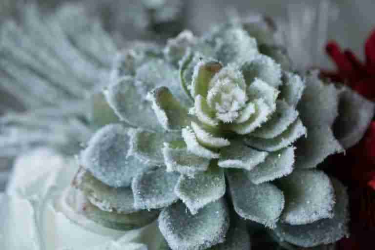 What Temperature Is Too Cold For Succulents? This Cold! Plants Heaven