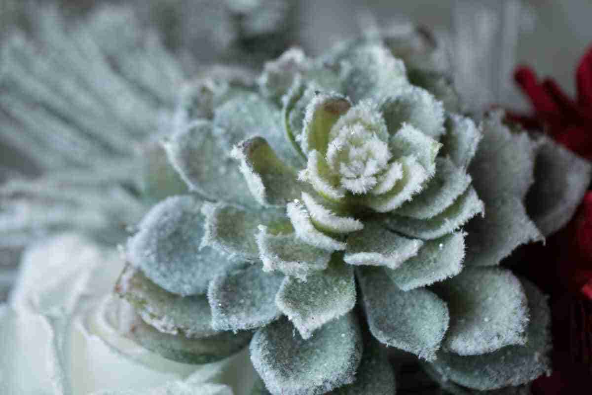 what-temperature-is-too-cold-for-succulents-this-cold-plants-heaven