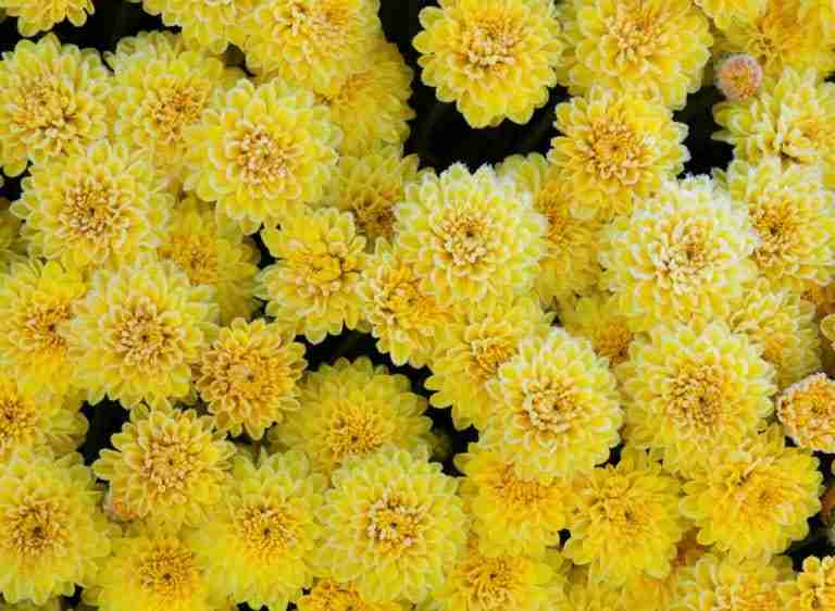 Will Frost Hurt Your Mums? Here's The Truth! Plants Heaven