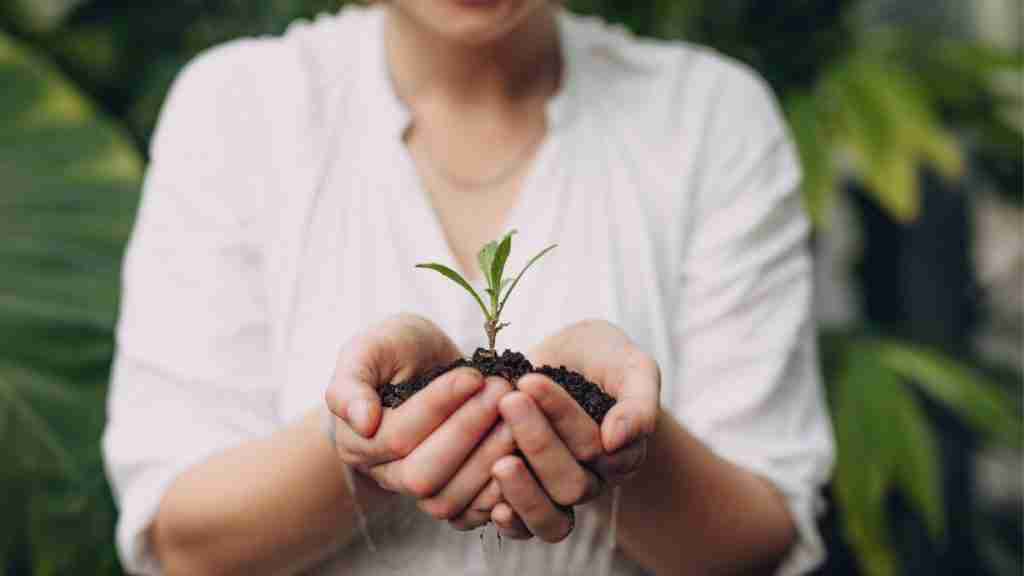 How To Get Rid Of Golden Rain Tree Bugs