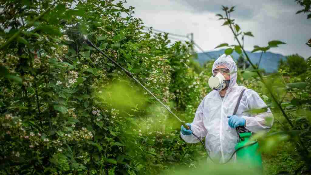 How To Get Rid Of Golden Rain Tree Bugs