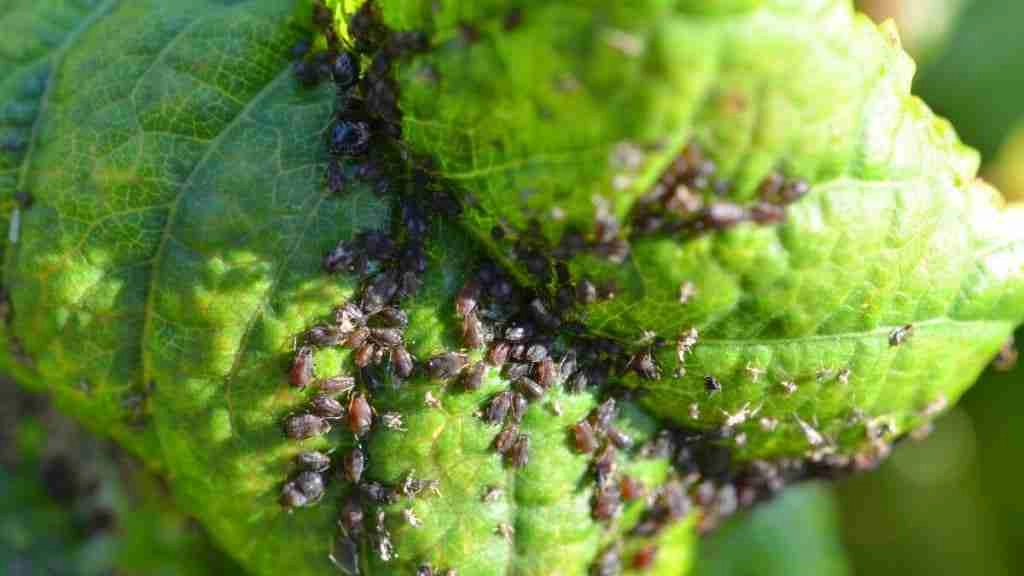 How To Remove Aphids From Kale