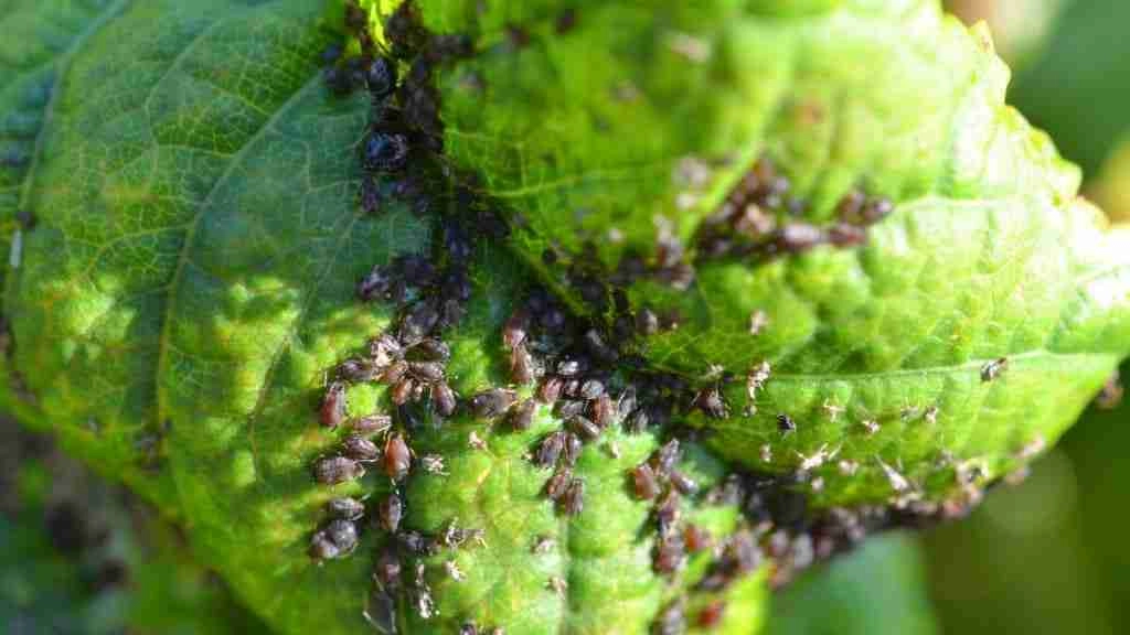 How To Keep Bugs Off Kale Plants Naturally