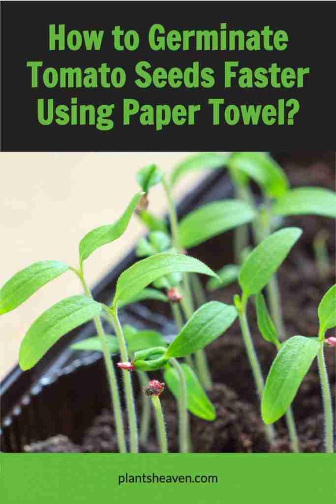 Here's How To Germinate Tomato Seeds Faster A Quick Guide Plants Heaven