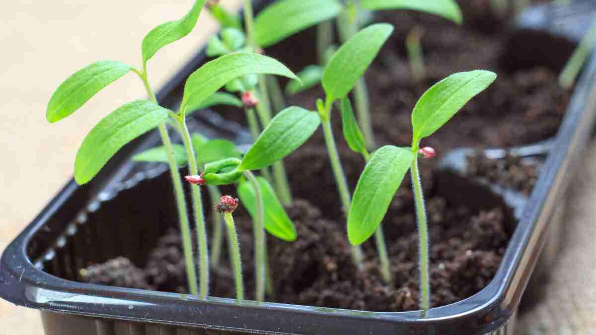 How Long Does it Take for Tomato Seeds to Germinate?