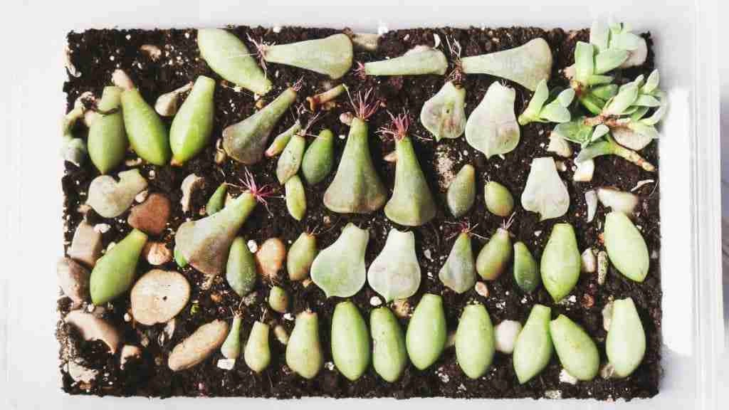 How to Propagate Succulents with Honey