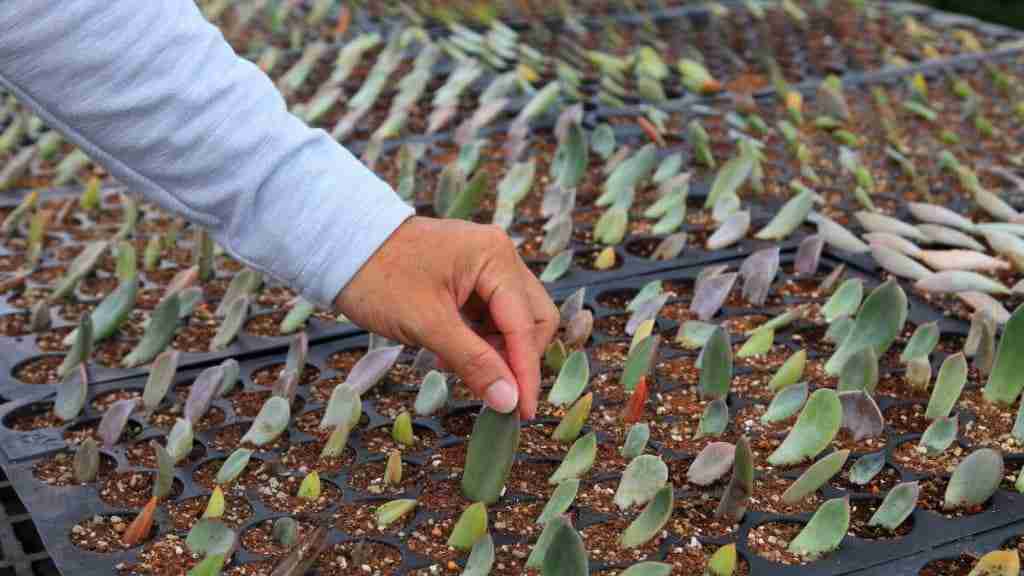 How to Propagate Succulents with Honey