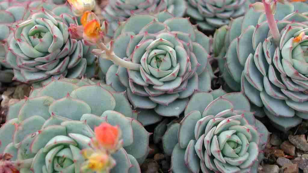 How to Propagate Succulents with Honey