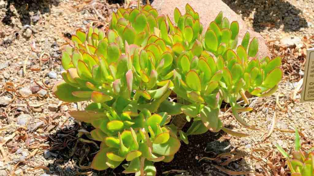 How to Propagate Succulents with Honey