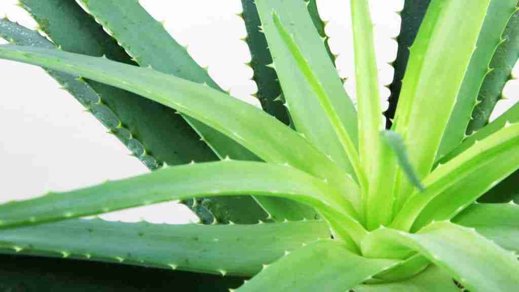 How to Propagate Succulents with Honey