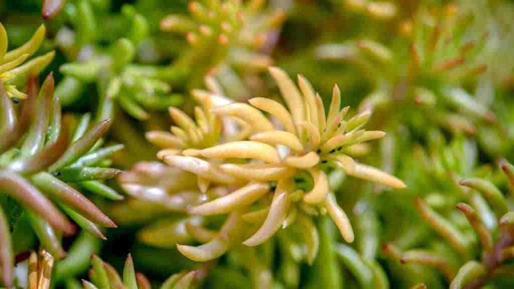 How to Propagate Succulents with Honey