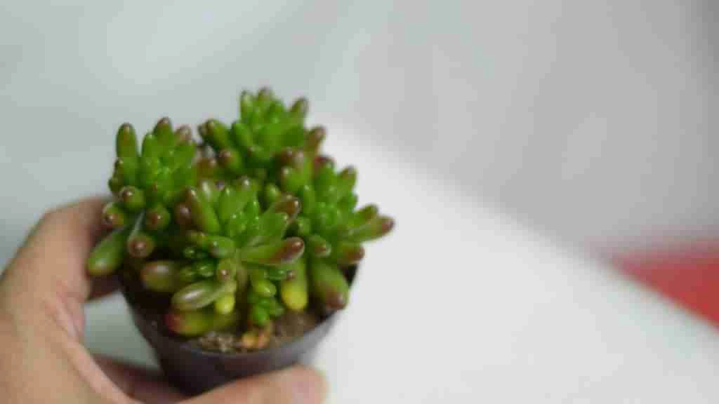 How to Propagate Succulents with Honey