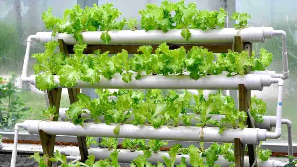 22 Disadvantages And Advantages Of Hydroponics (What You Should Know