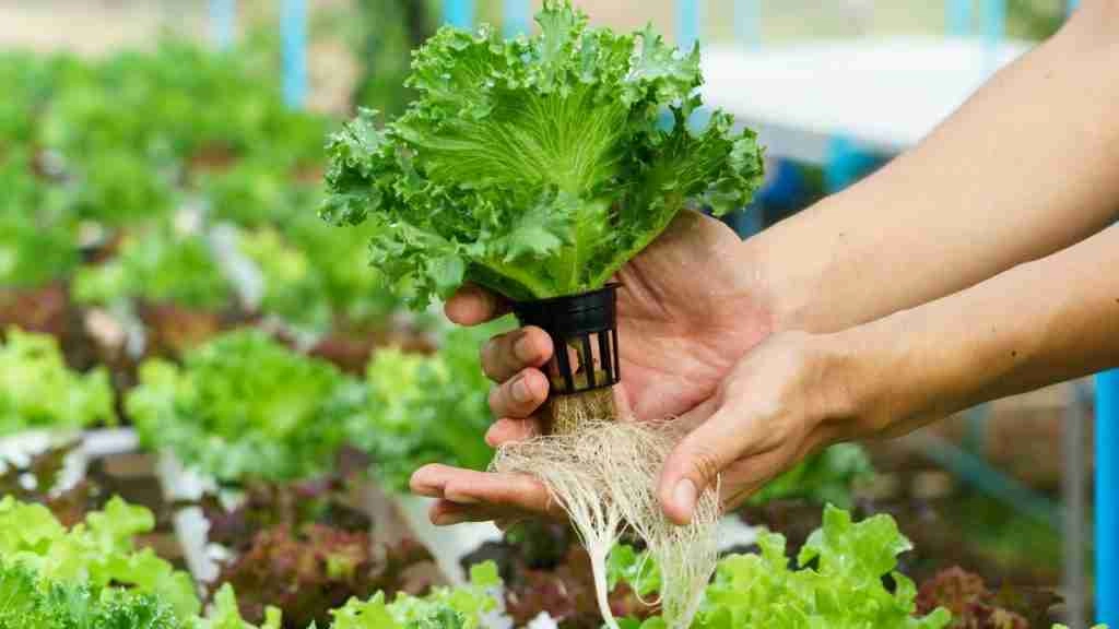 advantages of hydroponics 