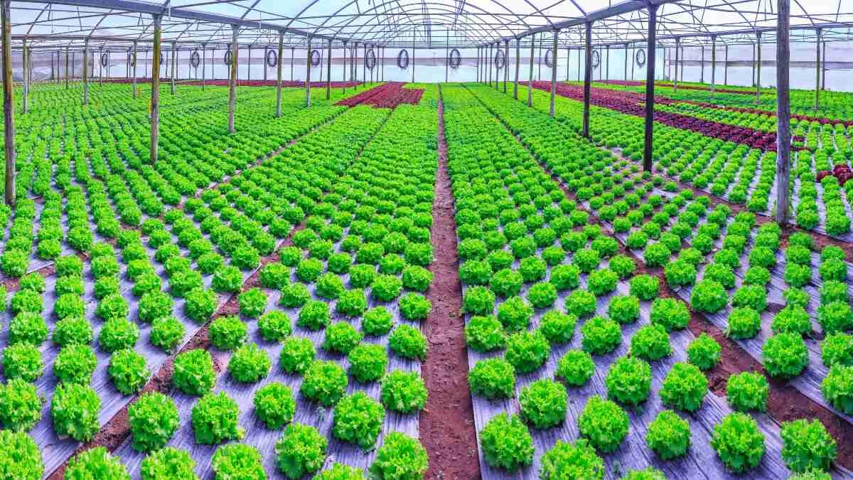 Disadvantages And Advantages Of Hydroponics Must Know Plants Heaven