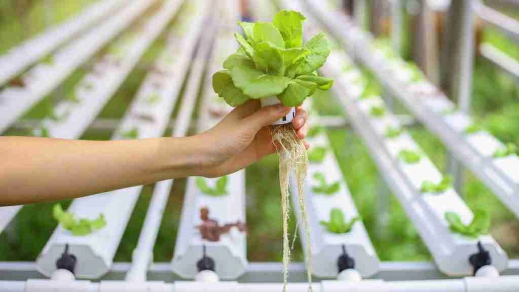 advantages of hydroponics 