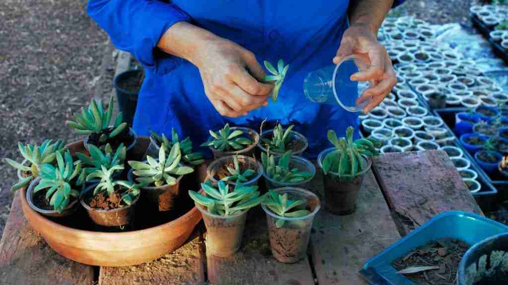 How To Repot Overgrown Succulents