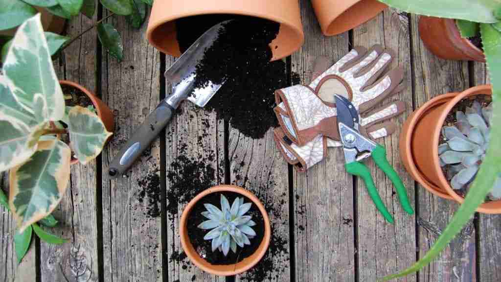 How To Repot Overgrown Succulents