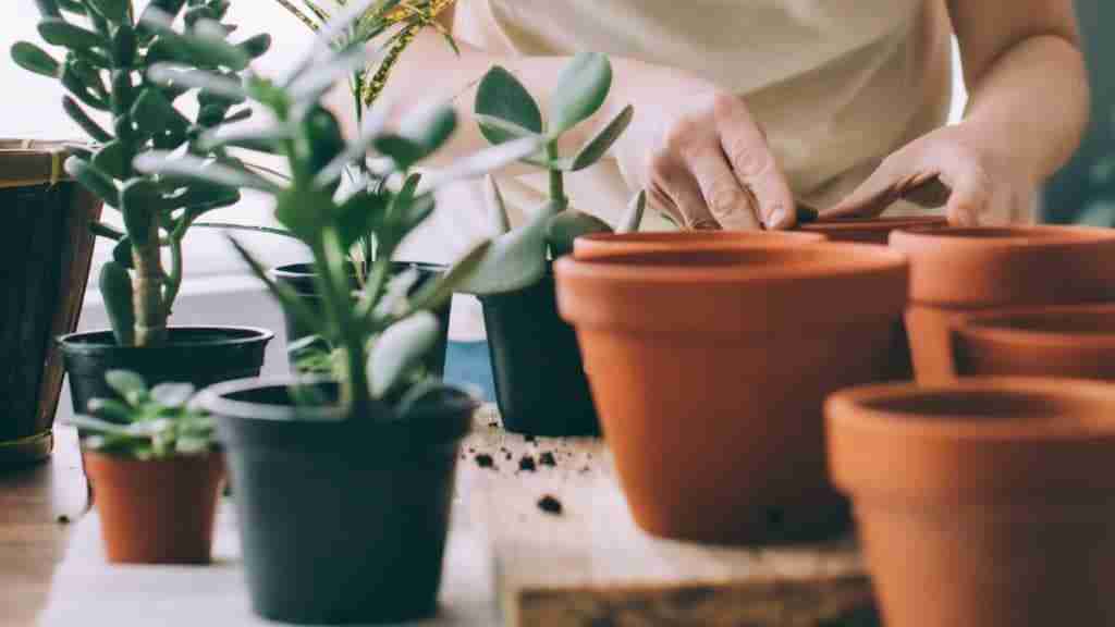 How To Repot Overgrown Succulents Like A Pro: A Quick Guide | Plants Heaven