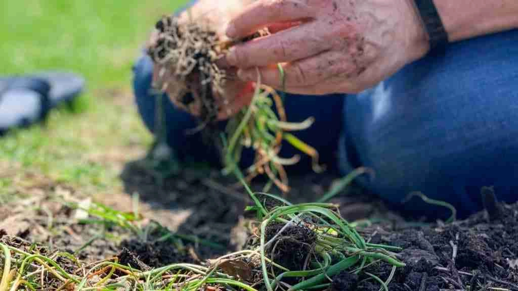 How to Lower Manganese Levels In Soil