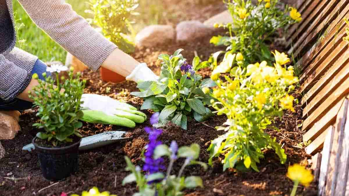How To Lower Manganese Levels In Soil Here’s How! Plants Heaven