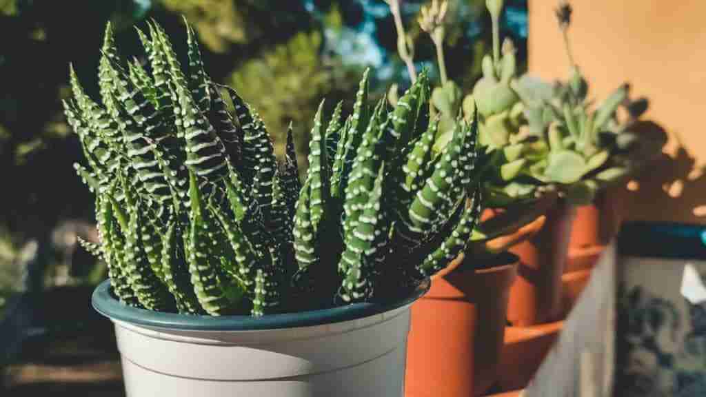 How to Successfully Propagate Haworthia Succulents
