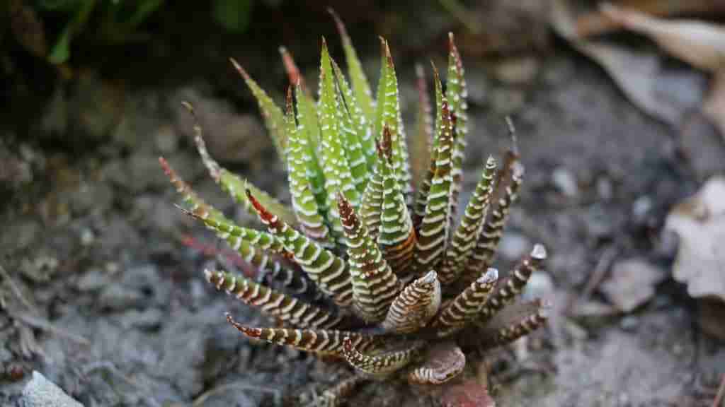 How to Successfully Propagate Haworthia Succulents