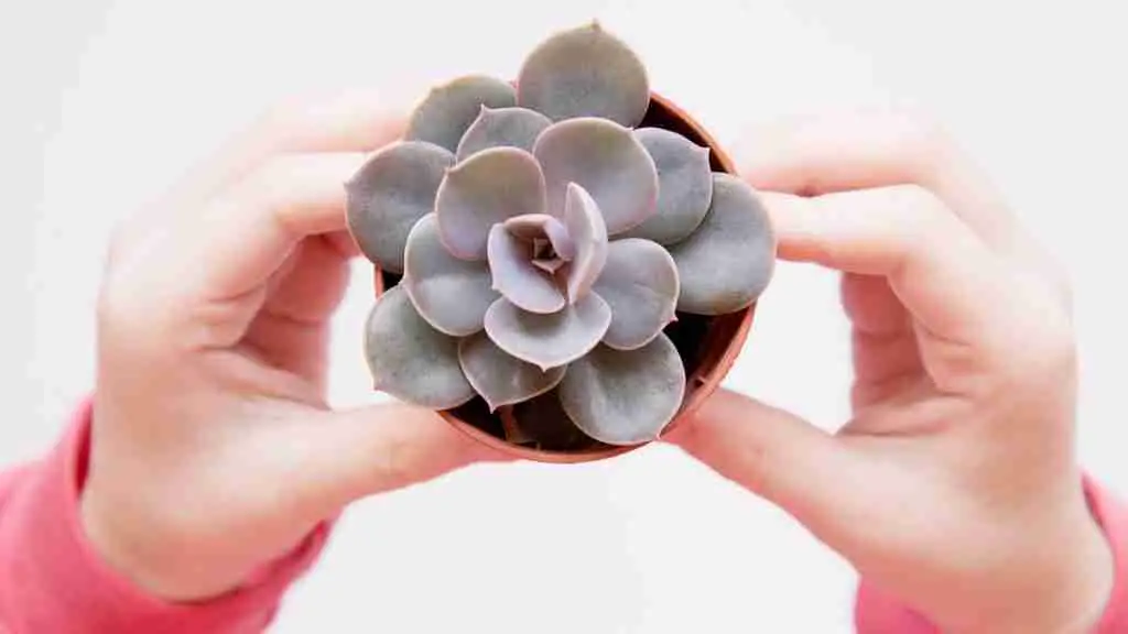 What is the Difference Between Sempervivum and Echeveria