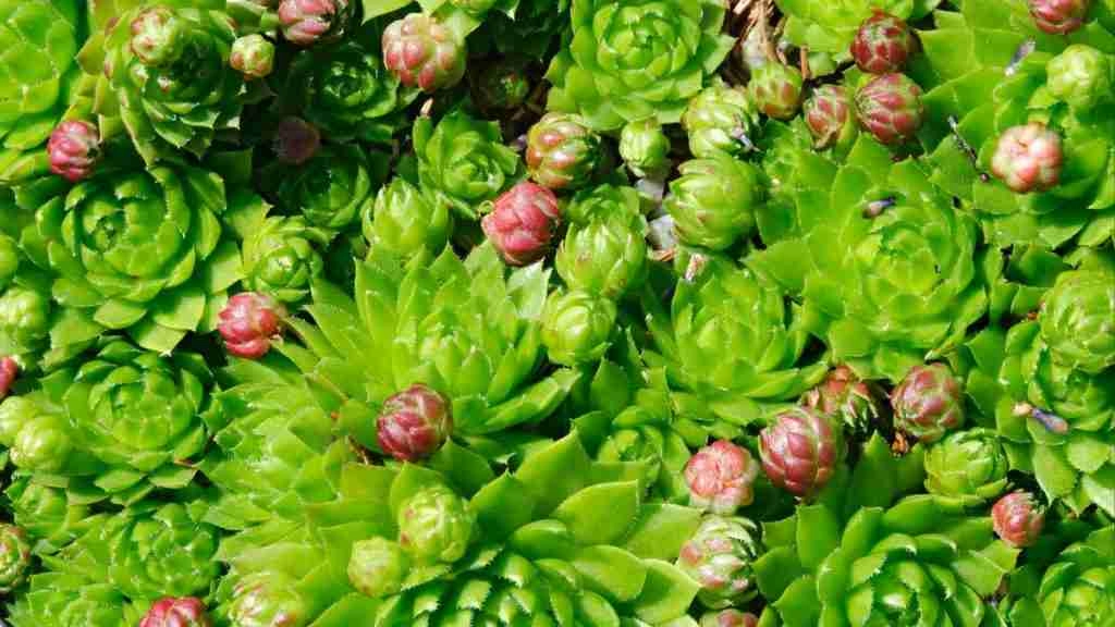 What is the Difference Between Sempervivum and Echeveria