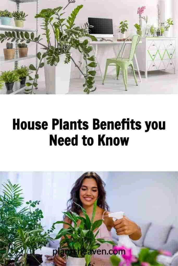 13 House Plants Benefits You Need To Know Plants Heaven