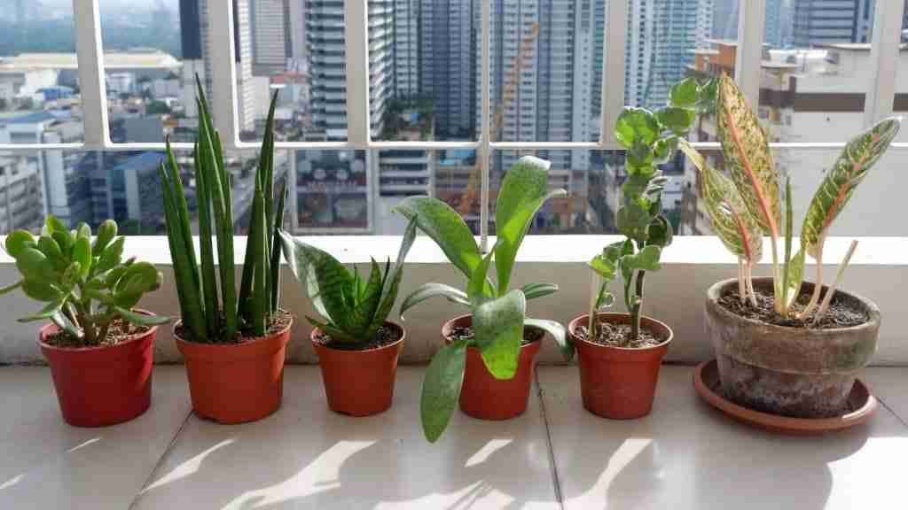 house plants benefits