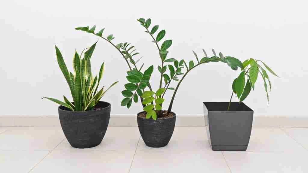 house plants benefits