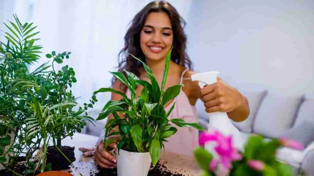 house plants benefits